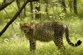 Cheetahs resting in Kuno National Park after their transfer from Botswana to India