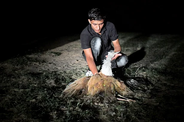 Great Indian Bustard conservation